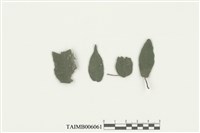 藏品(刺疣鱗蘚)的圖片